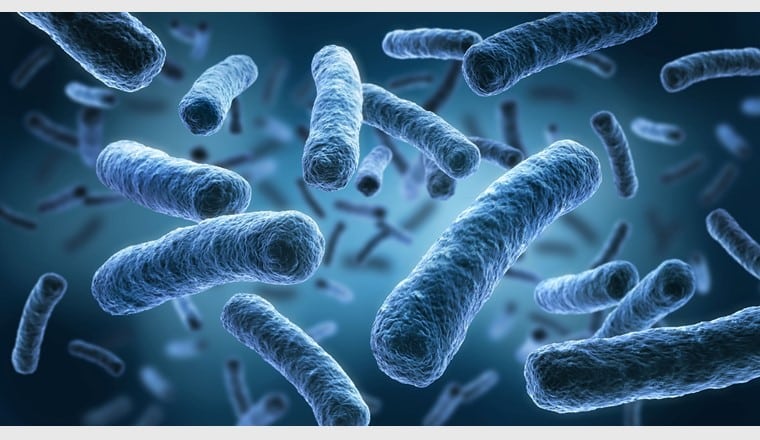 bacterie legionella dans les circuits d'eau sanitaire